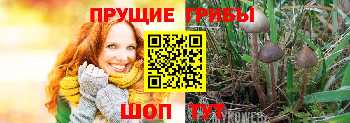 Псилоцибиновые грибы прущие грибы Карачаевск